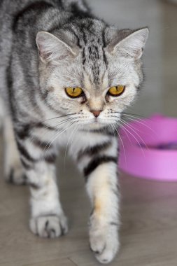 Güzel gri ve beyaz çizgili kedi odada