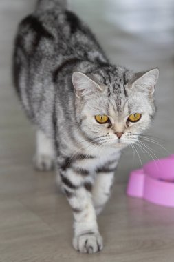 Güzel gri ve beyaz çizgili kedi odada