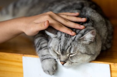 Güzel gri ve beyaz çizgili kedi odada