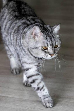 Güzel gri ve beyaz çizgili kedi odada