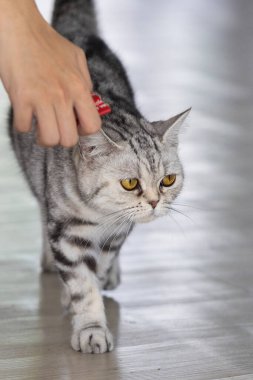 Güzel gri ve beyaz çizgili kedi odada