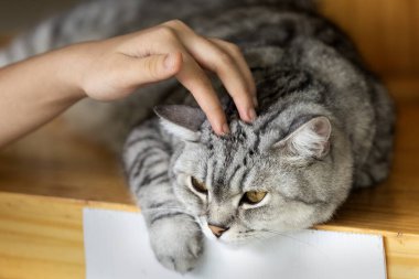 Güzel gri ve beyaz çizgili kedi odada