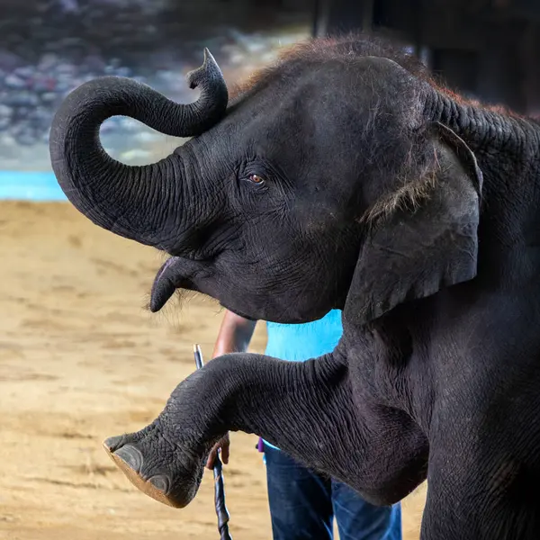 Hayvanat bahçesinde bebek fillerin yeteneklerini sergilemek.