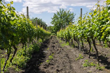 Güneşli bir günde, parlak bir gökyüzünün altında yemyeşil üzümlerle dolu manzaralı bir üzüm bağı.