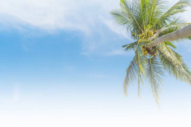 Arka plan hindistan cevizi ağaçları denizin yanındaki kafede gökyüzü Ao Yon Sahili Phuket Tayland