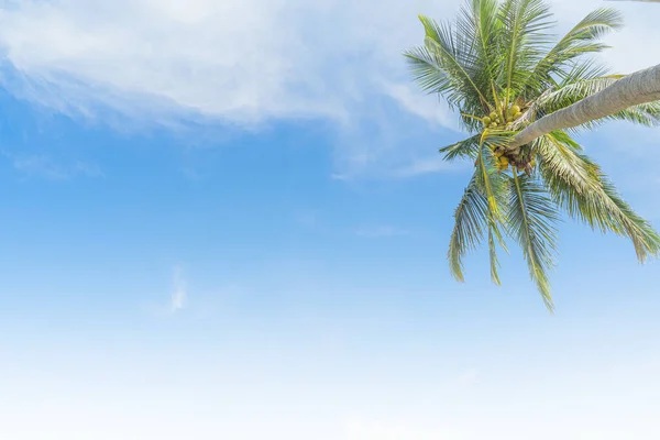 Hintergrund Kokospalmen Himmel Einem Café Meer Yon Beach Phuket Thailand — Stockfoto