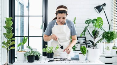 Asyalı kadın bahçıvan evdeki yeni bir tencereye bitki nakli için toprak hazırlarken hobi aktivitesi, ev bahçesi kavramı...
