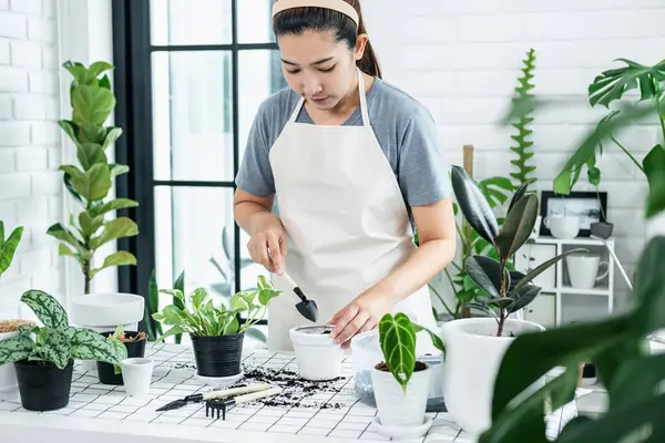 Asyalı kadın bahçıvan evdeki yeni bir tencereye bitki nakli için toprak hazırlarken hobi aktivitesi, ev bahçesi kavramı...
