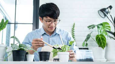 Asyalı bahçıvan, yeni bir saksıya bitki nakletmek için kürek kullanıyor ve hobi aktivitesi ev bahçesi kavramını benimserken evdeki bitkilerle ilgileniyor.