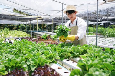 Bir erkek çiftçi elinde organik sebzeler tutuyor. Sağlıklı beslenme için hidroponik tarım üzerine beyaz bir gömlek ve önlük giyiyor..
