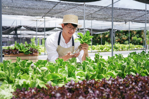 Мужчина фермер держит в руках органические овощи. На нем белая рубашка и фартук на гидропонной ферме для здорового питания..