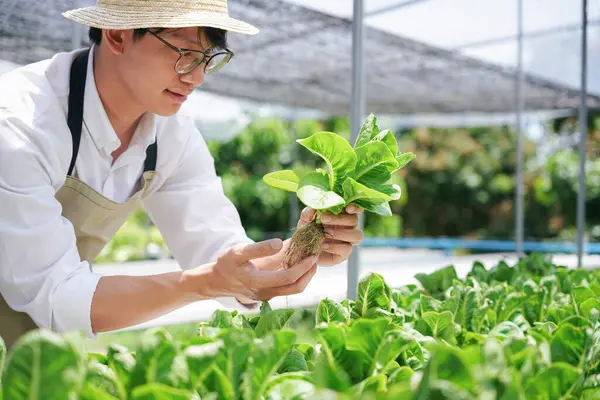 Rolnik Trzyma Organiczne Warzywa Ręku Sobie Białą Koszulę Fartuch Farmie Obrazek Stockowy