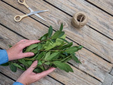 Elinde taze organik defne yaprakları tutan bir kadın. Tepeden çekim.