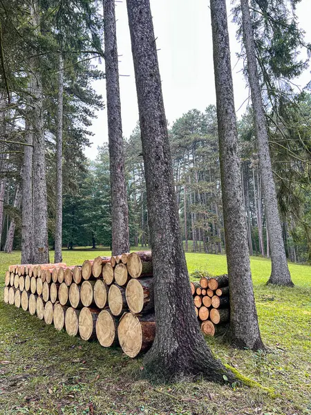 森の中にある木材の山 薪のパイル ウッド加工 クローズアップ ストック写真