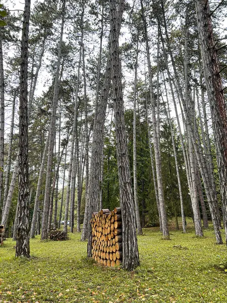 森の中にある木材の山 薪のパイル ウッド加工 クローズアップ ストック画像