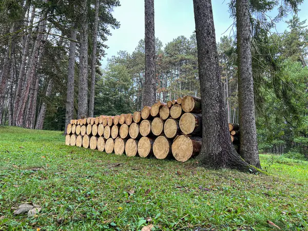森の中にある木材の山 薪のパイル 木材加工について ロイヤリティフリーのストック画像