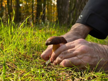 Erkek el ormanda mantar toplarken boletus tutuyor.