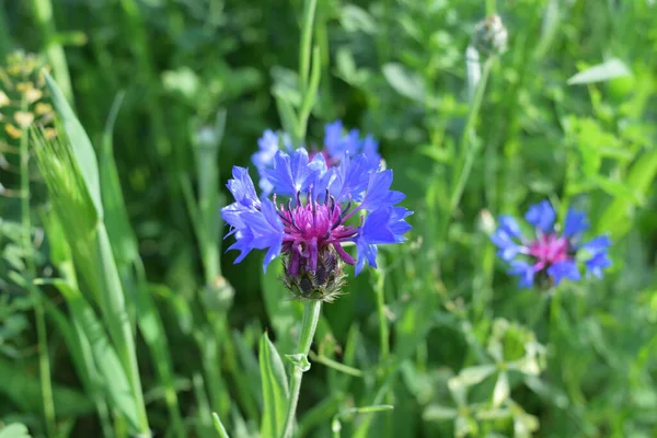 Virágzó Nyár Kék Búzavirág Közelkép — Stock Fotó