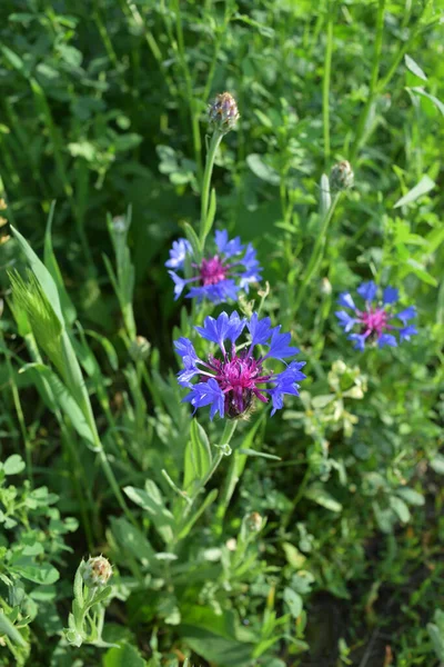 Virágzó Nyár Kék Búzavirág Közelkép — Stock Fotó