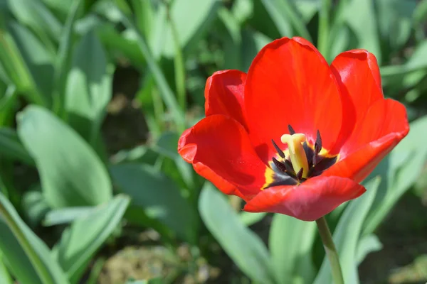 Bud Blooming Spring Red Tulip Close — Stock Photo, Image