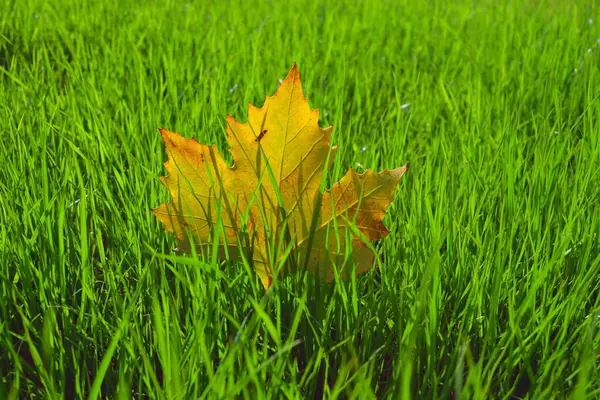 Jesienne Tło Żółtym Liściem Zielonej Trawie — Zdjęcie stockowe