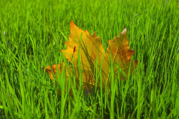 Jesienne Tło Żółtym Liściem Zielonej Trawie — Zdjęcie stockowe