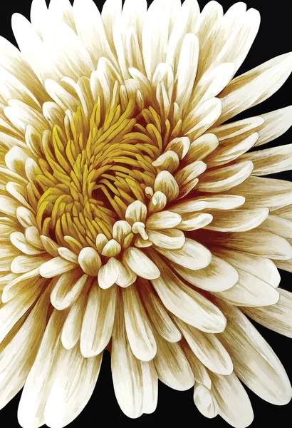 Gelbe Chrysanthemenblume Große Chrysanthemenblume Isoliert Auf Schwarzem Hintergrund — Stockvektor