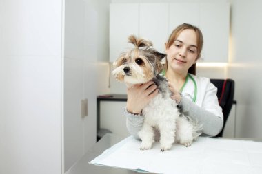 Biewer York dog breed sits on a table in a veterinary clinic for an examination, a veterinarian examines a dog in the veterinarian's office