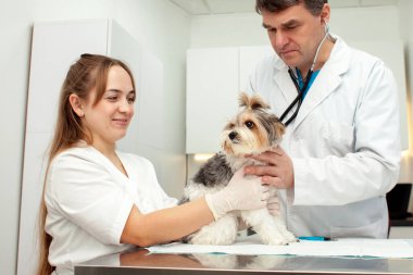 doctors veterinarians examine a biewer york dog in a veterinary clinic, a veterinarian doctor and a nurse girl check an animal in a hospital