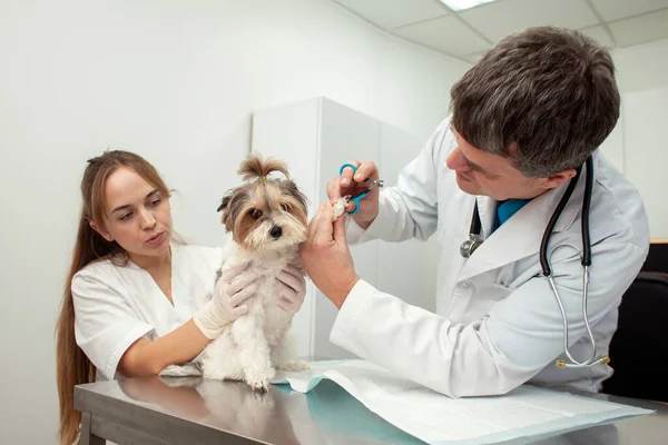 biewer york dog on examination in a veterinary clinic, a veterinarian doctor and a nurse girl cut the claws of a pet in a hospital against the background of the workplace