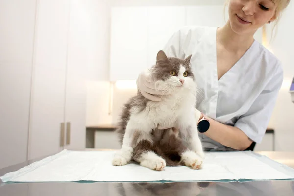 sick cat on examination in a veterinary clinic, girl doctors check the animal in the hospital