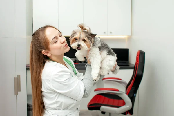girl veterinarian holds a dog in her arms and smiles in a veterinary clinic, a woman doctor with a beaver york in uniform against the background of the workplace