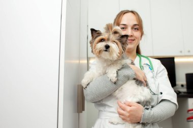portrait of a veterinarian girl in a medical coat in a hospital with a dog in her arms, a female doctor in uniform against the background of the workplace with a beaver york