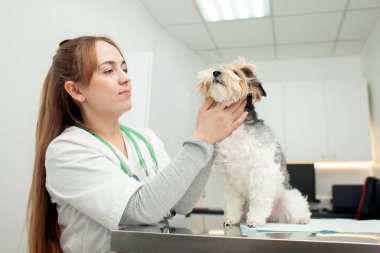 Biewer York dog breed sits on a table in a veterinary clinic for an examination, a veterinarian examines a dog in the veterinarian's office