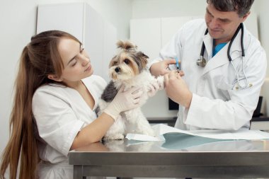 biewer york dog on examination in a veterinary clinic, a veterinarian doctor and a nurse girl cut the claws of a pet in a hospital against the background of the workplace