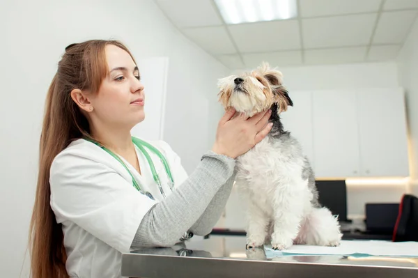 Biewer York dog breed sits on a table in a veterinary clinic for an examination, a veterinarian examines a dog in the veterinarian\'s office