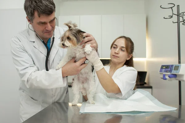 biewer york dog on examination in a veterinary clinic, a veterinarian doctor and a nurse girl check a pet in a hospital against the background of the workplace