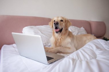 large dog of the golden retriever breed lies at home on the bed uses a laptop, the pet looks at the computer