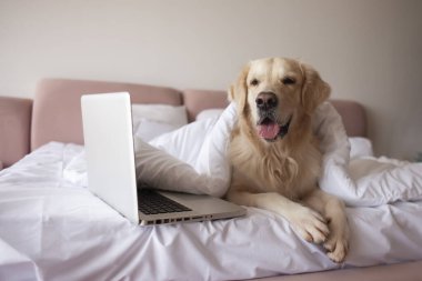 large dog of the golden retriever breed lies at home on the bed and uses a laptop, the pet looks at the computer
