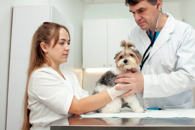 biewer york dog on examination in a veterinary clinic, a veterinarian doctor and a nurse girl check a pet in a hospital against the background of the workplace