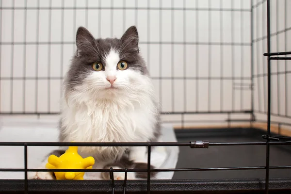 lost yard gray-white cat sits in an open cage in a shelter and is sad, copy space