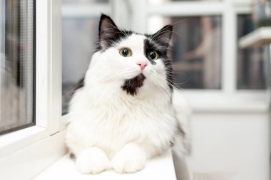 sevimli siyah beyaz evcil kedi yeşil gözlü pencere eşiğinde yatıyor