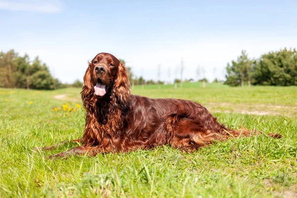 아이리쉬 잔디밭의 있습니다 여름에 야외에 개입니다 — 스톡 사진