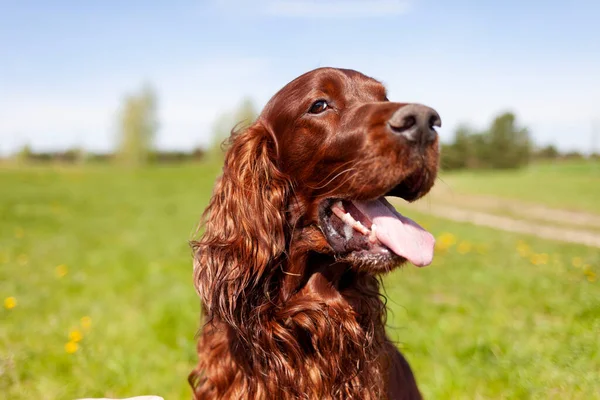 夏に犬の頭の近くの公園で外にぶら下がっている彼の舌で茶色の犬の品種アイルランドのセッター — ストック写真