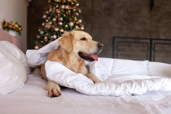 스러운 집개가 크리스마스 트리를 배경으로 침대에 리트리버는 새해를 밑에서 휴식을 — 스톡 사진