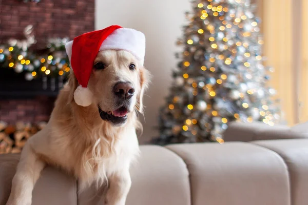 Mignon Chien Domestique Santa Chapeau Trouve Maison Intérieur Noël Sur — Photo