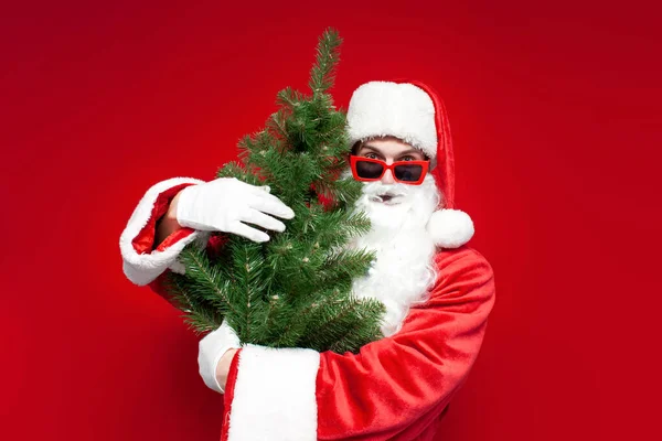 Santa Claus Traje Gafas Sostiene Árbol Navidad Artificial Sobre Fondo —  Fotos de Stock