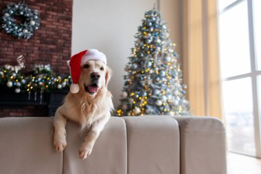 Noel Baba şapkalı sevimli evcil köpek yeni yıl ağacının arka planına karşı evde oturuyor. Golden Retriever yeni yıl için fotokopi alanına bakıyor.