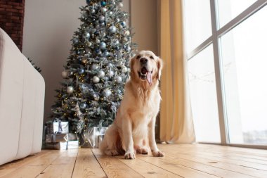 Şirin evcil köpek, Noel arkaplanına karşı ahşap zeminde oturuyor. Yeni yıl ağacının arka planında. Golden retriever pencereden dışarı bakıyor, boşluğu kopyalıyor.
