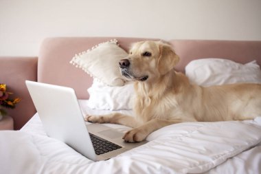 large dog of the golden retriever breed lies at home on the bed and uses a laptop, the pet looks at the computer